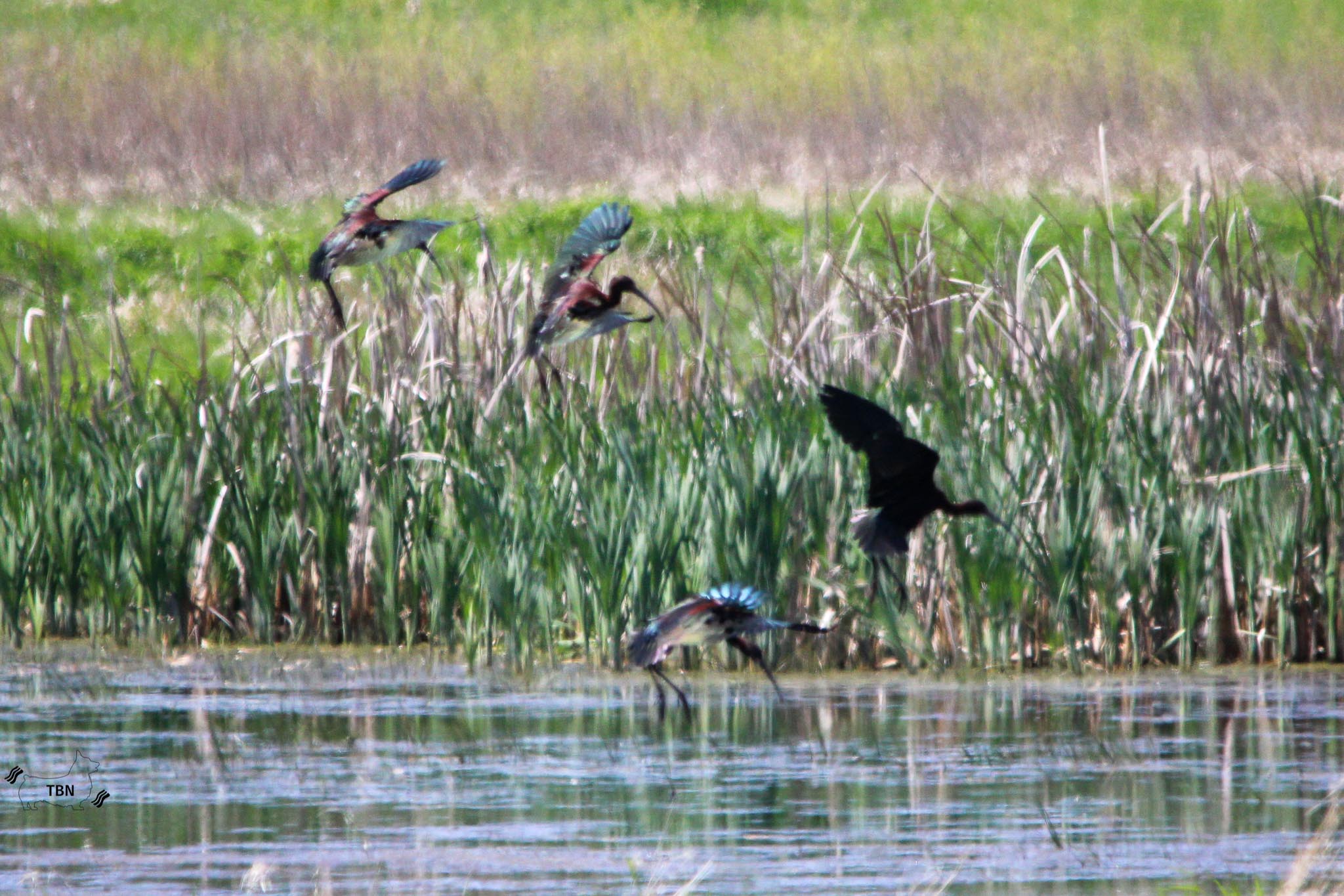Glossy Ibis
